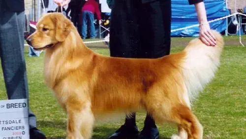 金毛寻回犬的颜色 从奶油色到深黄色都是允许 | 金毛寻回犬