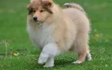 苏格兰牧羊犬|1岁多的苏格兰牧羊犬还在室内小便如何训练