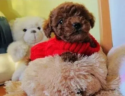贵宾犬|贵宾犬发生呕吐腹泻的情况时主人们应该如何救治