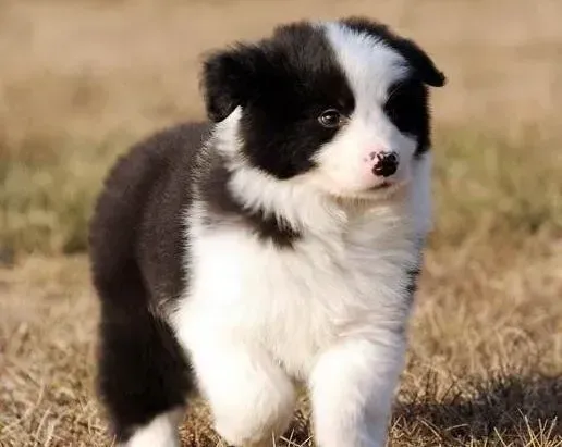 边境牧羊犬|盘点边境牧羊犬最喜欢吃的食物名单