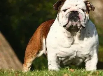 英国斗牛犬|小心斗牛犬咳嗽会引来大疾病