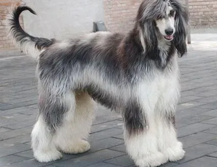 阿富汗猎犬|小心！阿富汗猎犬身上的壁蝨
