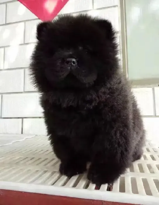松狮犬|健康零距离 怎样预防松狮犬身体染上寄生虫