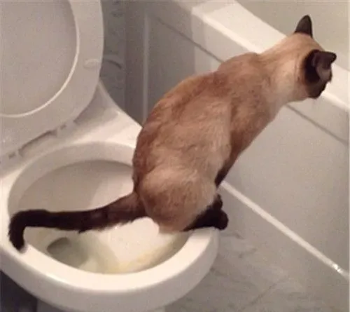 不用猫砂的猫厕所 找一个纸箱里面放入细沙 | 猫砂