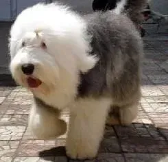 古代牧羊犬|古代牧羊犬上周才打完英威特2联，现在可以洗澡吗