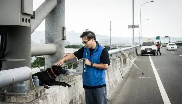 板桥第一暖男 帮助瘫痪的小狗重拾笑容与活泼 | 狗