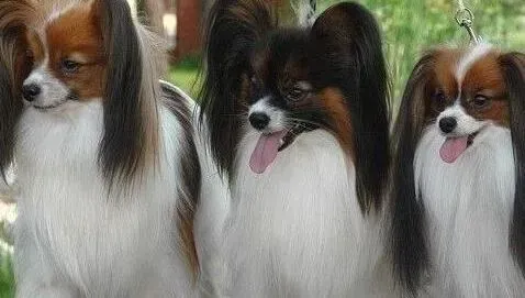 蝴蝶犬|寒流来袭期间如何让蝴蝶犬抵抗寒冷