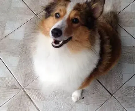 喜乐蒂|喜乐蒂犬每天吃的很少过于偏瘦如何是好