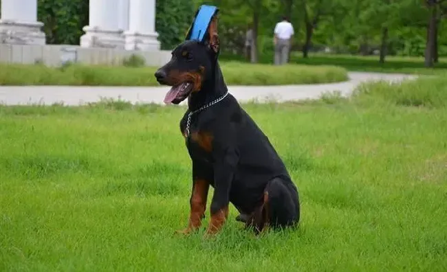 杜宾犬|清洁保姆告诉你如何护理杜宾犬的口腔