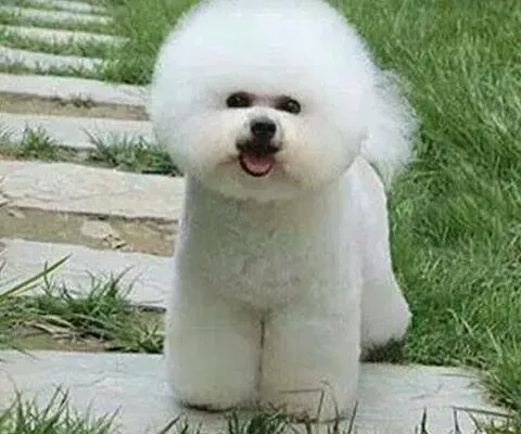 比熊犬|4个月的比熊犬应该怎么补钙