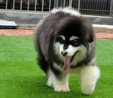 阿拉斯加犬|阿拉斯加雪橇犬在哺乳期的喂养方法有哪些可以借鉴