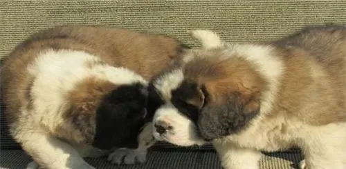 圣伯纳犬的智商 智商相当于五到六岁的孩子 | 圣伯纳犬