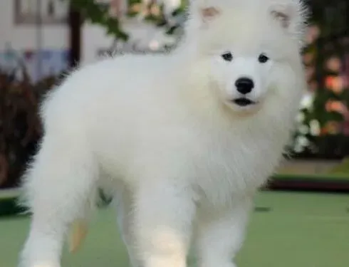 萨摩耶|萨摩耶随地大小便不在厕所便便应如何训练