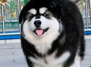 阿拉斯加犬|关于饲养阿拉斯加雪橇犬的问题答疑