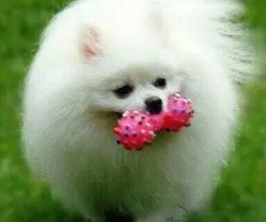 博美犬|博美犬吃多了导致拉稀没事吧