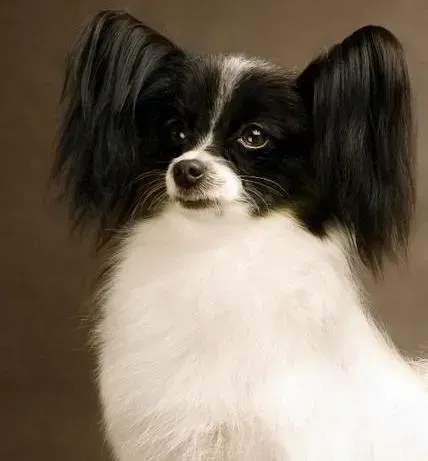 蝴蝶犬|不可不知的清理秘密 蝴蝶犬洗澡期间须准备哪些物品