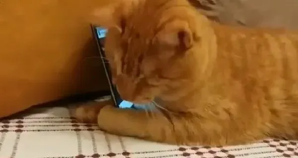 全盲猫咪听见琴音超喜欢 爱猫钢琴家又多位忠实听众