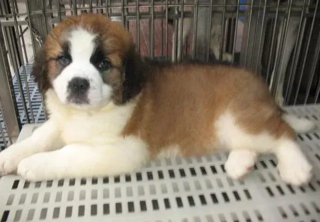 圣伯纳犬|圣伯纳犬半夜口吐透明液体，便便不成形怎么医治