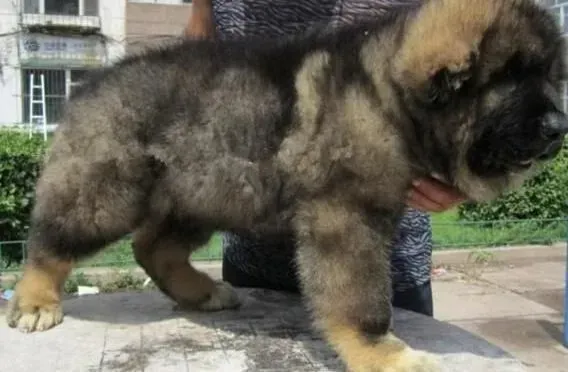 高加索犬|高加索犬清洁面部与检查健康两不耽误