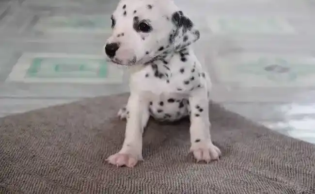 斑点狗|室内家养斑点狗有哪些好处呢