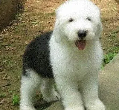 古代牧羊犬|想让古代牧羊犬繁殖后代应该怎样做