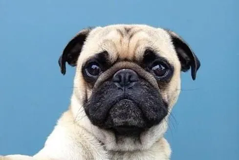巴哥犬皮肤病怎么办 巴哥犬皮肤疾病病因 | 巴哥犬