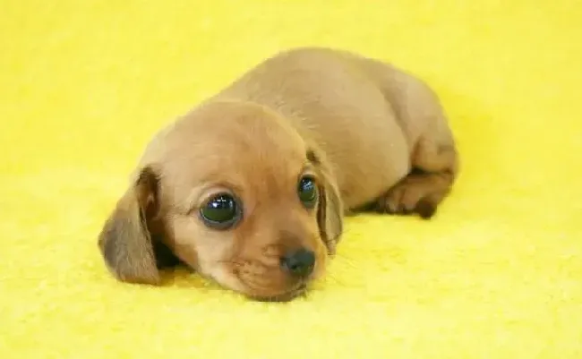腊肠犬|如何对腊肠犬进行彻底的卫生大清扫