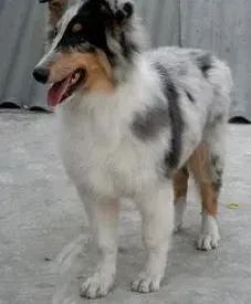 苏格兰牧羊犬|苏格兰牧羊犬不听话，乱尿尿应如何教育