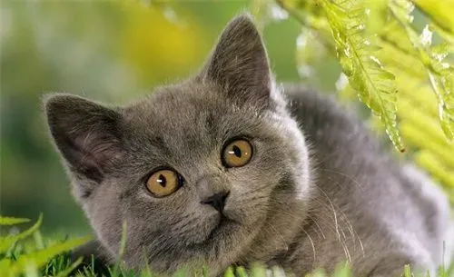 猫做绝育手术后 猫做绝育手术后会出现的状况 | 绝育