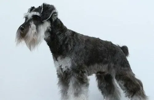 巨型雪纳瑞体重 巨型雪纳瑞体重约35千克左右 | 巨型雪纳瑞