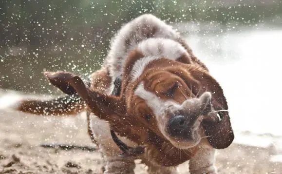 巴吉度猎犬聪明度 还是比较聪明的狗 | 巴吉度猎犬