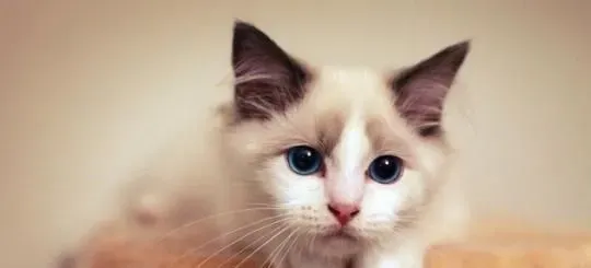 布偶猫适合吃什么猫粮 布偶猫吃什么好 | 布偶猫