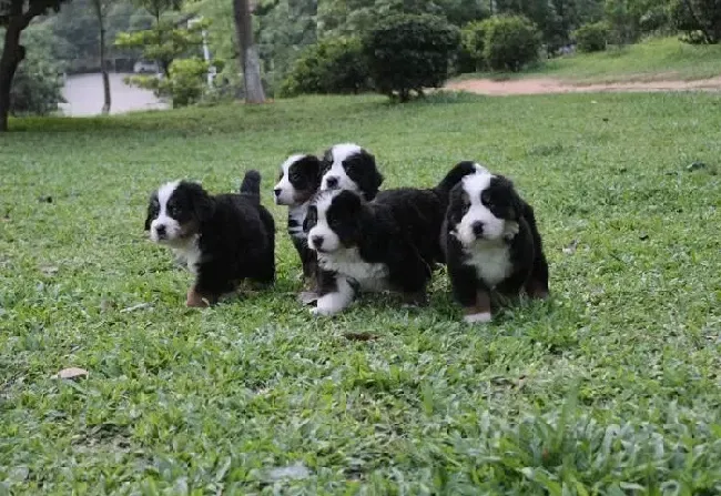 伯恩山犬|怎样避免伯恩山犬喜欢吃垃圾