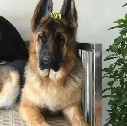 德国牧羊犬|繁衍生息 德国牧羊犬的配种方法有哪些