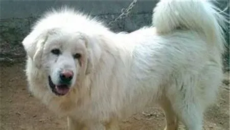 成年大白熊犬的体重 大白熊犬体重40到150公斤 | 大白熊犬