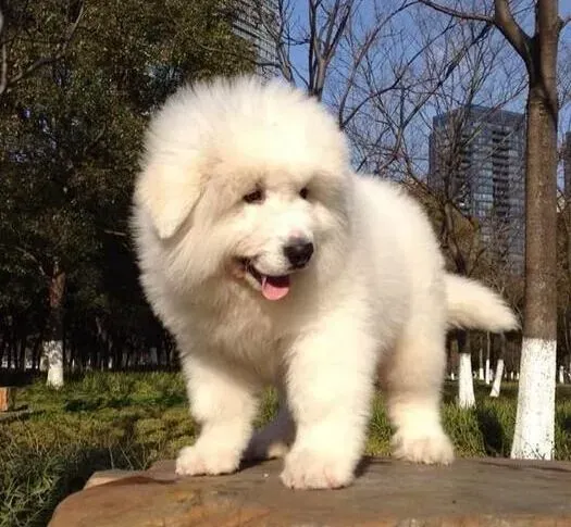 大白熊犬|我家大白熊犬不爱喝水是怎么回事