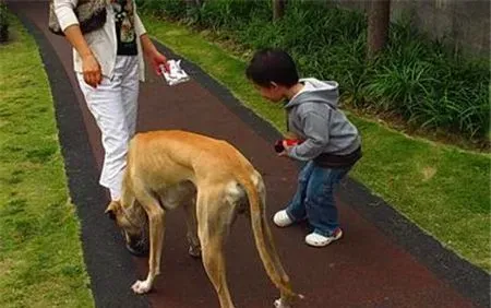 灵缇幼犬吃什么 根据不同生长时期来选择食物 | 灵缇犬