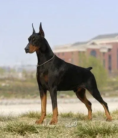 杜宾犬|杜宾犬最近有点挑食应如何改正这个毛病