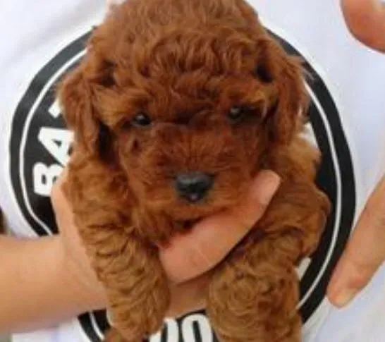 泰迪犬|如何照料刚出生的泰迪犬