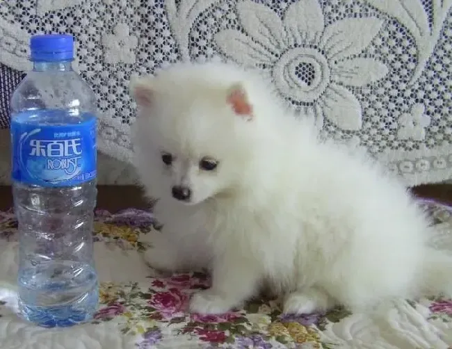银狐犬|银狐犬肠炎的症状以及治疗方法