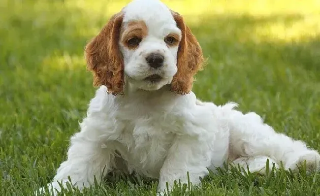 可卡犬|可卡犬可以吃水果吗 求解答