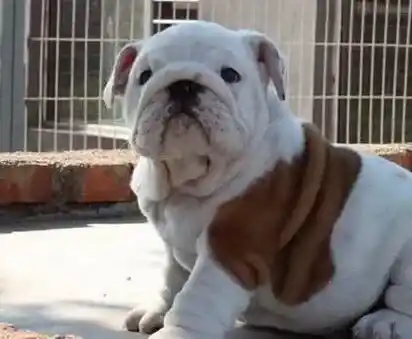 英国斗牛犬|为什么斗牛犬不长肉，求解决方法