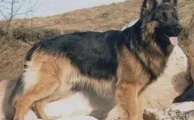 德国牧羊犬|揭秘德国牧羊犬的睡眠模式有哪些奥秘