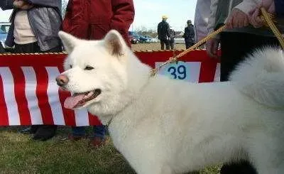 白色柴犬多少钱 白色柴犬的价格让人吃惊 | 柴犬