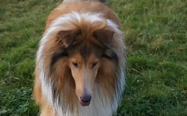 苏格兰牧羊犬有没有黑色的 苏牧共有四种颜色 | 苏格兰牧羊犬