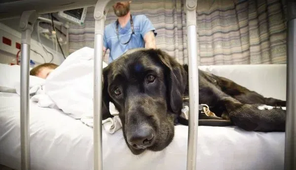 自闭症男孩的忠心服务犬 住院检查也要紧紧守候 | 狗