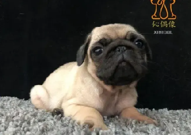 巴哥犬|未断奶的巴哥犬总喜欢睡在地板上怎么回事