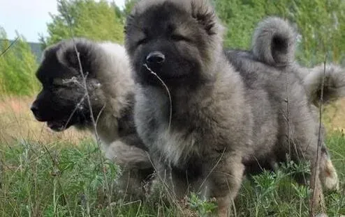 高加索犬|高加索犬改吃狗粮后尿尿特别黄咋办