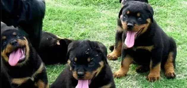 罗威纳犬|为罗威纳犬注射疫苗需要注意四件事