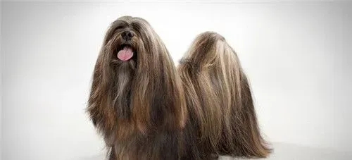 拉萨犬口水程度 拉萨犬口水量大唾液腺发达 | 拉萨犬